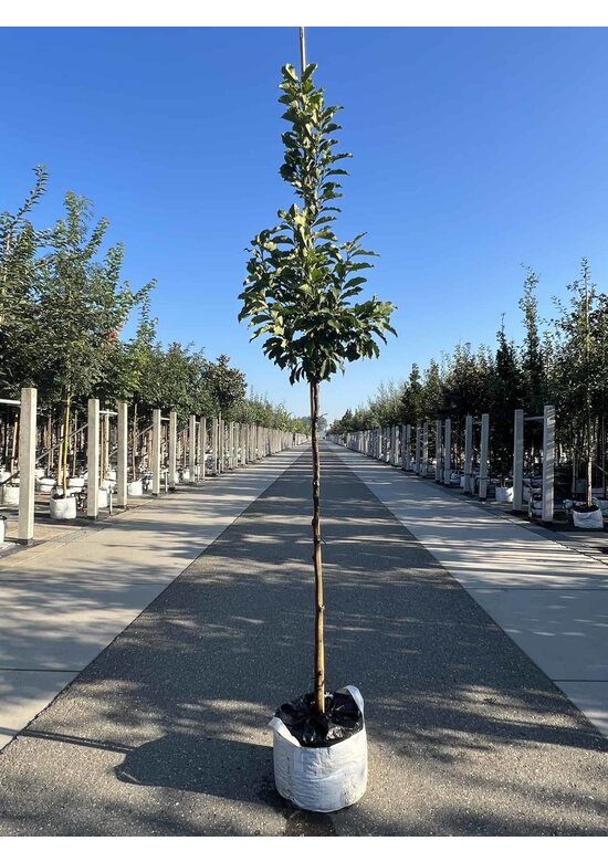 Purpur-Magnolie 'Susan' | Magnolia liliiflora 'Susan'