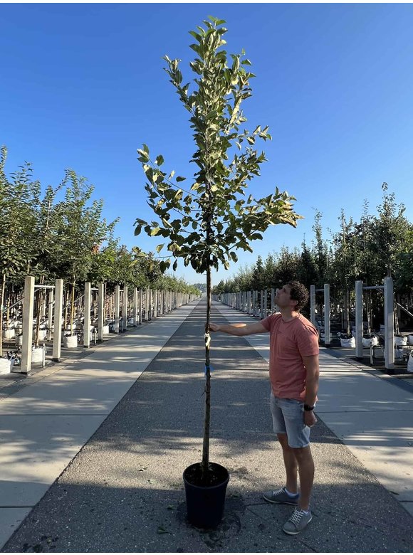 Apfelbaum - Herbstapfel 'Elstar' | Malus domestica 'Elstar' Apfelbaum - Herbstapfel 'Elstar' | Malus domestica 'Elstar'