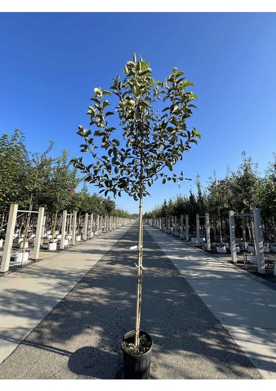 Apfelbaum 'Jonagold' | Malus domestica 'Jonagold'