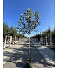 Apfelbaum 'Jonagold' | Malus domestica 'Jonagold' Apfelbaum 'Jonagold' | Malus domestica 'Jonagold'