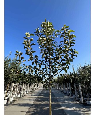 Apfelbaum Jonagold kaufen? | Einfach online bestellen - Venovi