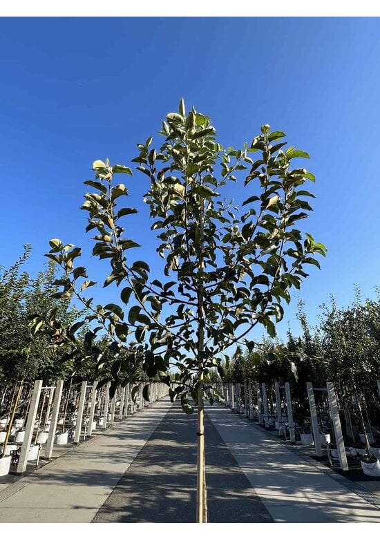 Apfelbaum 'Jonagold' | Malus domestica 'Jonagold'