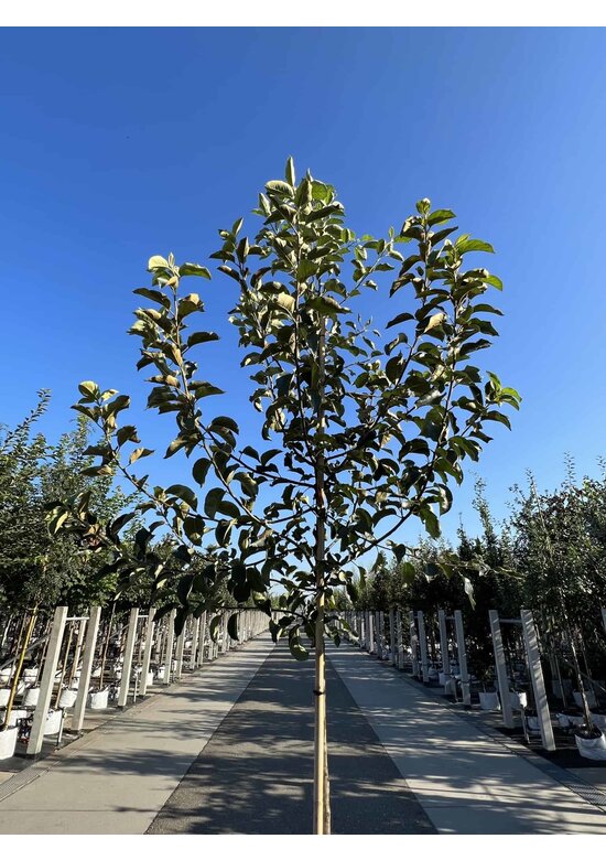 Apfelbaum 'Jonagold' | Malus domestica 'Jonagold' Apfelbaum 'Jonagold' | Malus domestica 'Jonagold'