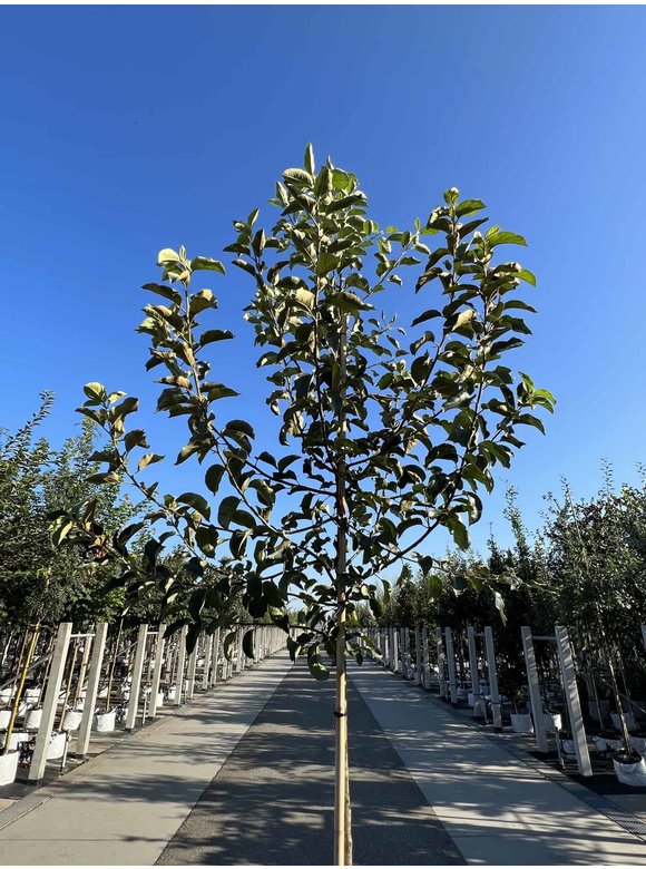 Apfelbaum 'Jonagold' | Malus domestica 'Jonagold' Apfelbaum 'Jonagold' | Malus domestica 'Jonagold'