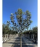 Apfelbaum 'Jonagold' | Malus domestica 'Jonagold' Apfelbaum 'Jonagold' | Malus domestica 'Jonagold'