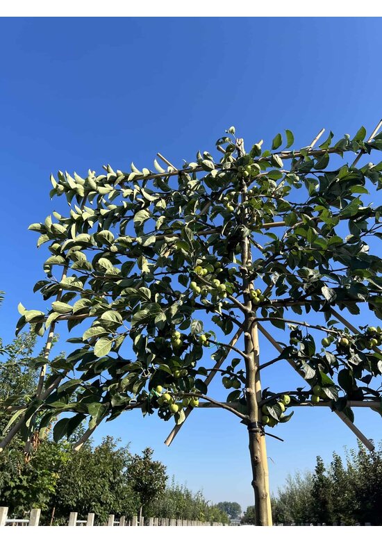 Zierapfel 'Evereste' - Spalierbaum | Malus 'Evereste'