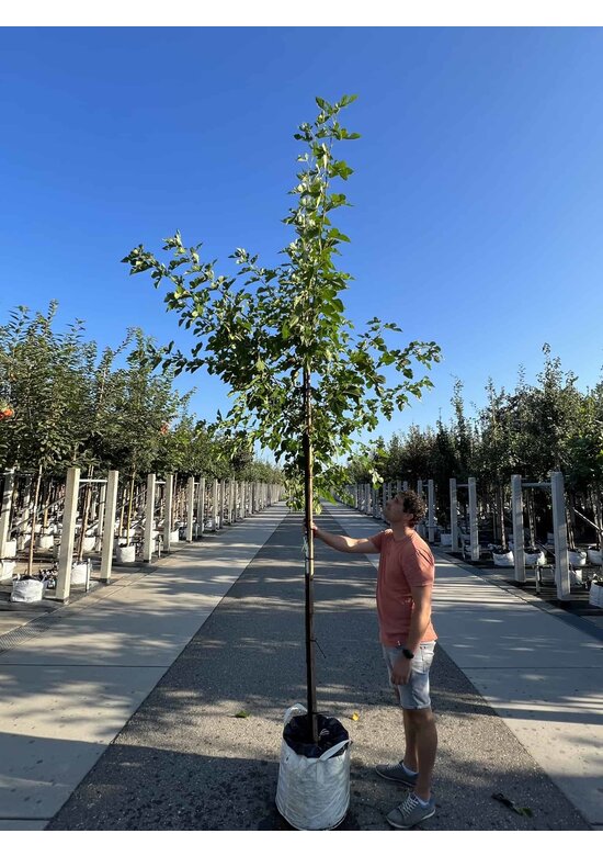 Weiße Maulbeere | Morus alba