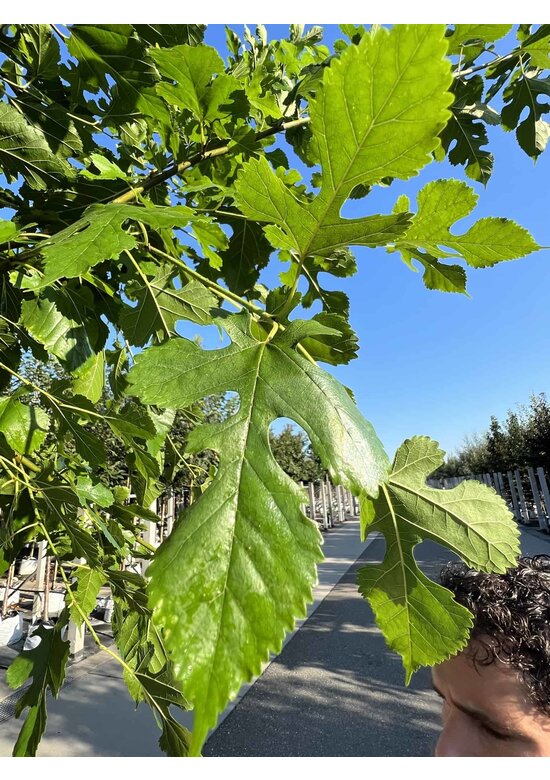 Weiße Maulbeere | Morus alba