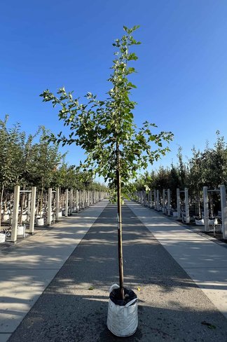 Weiße Maulbeere | Morus alba