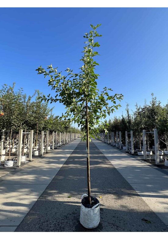 Weiße Maulbeere | Morus alba