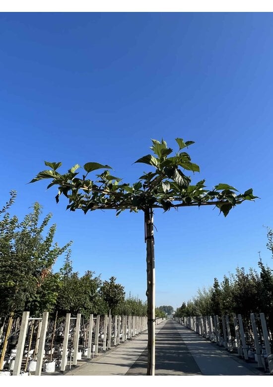 Weißer Maulbeerbaum 'Macrophylla' - Dachbaum | Morus alba 'Macrophylla'