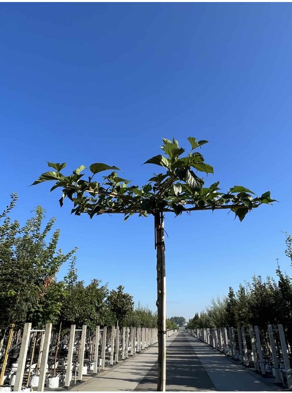 Weißer Maulbeerbaum 'Macrophylla' - Dachbaum | Morus alba 'Macrophylla' Weißer Maulbeerbaum 'Macrophylla' - Dachbaum | Morus alba 'Macrophylla'