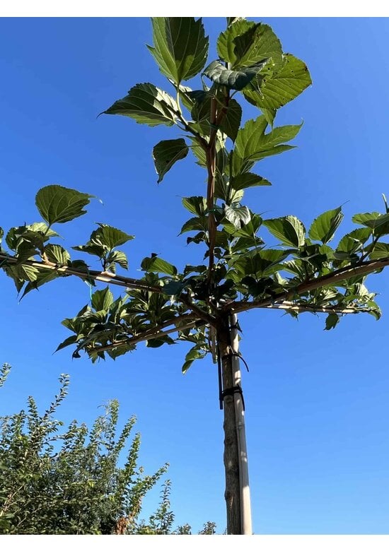 Weißer Maulbeerbaum 'Macrophylla' - Dachbaum | Morus alba 'Macrophylla'