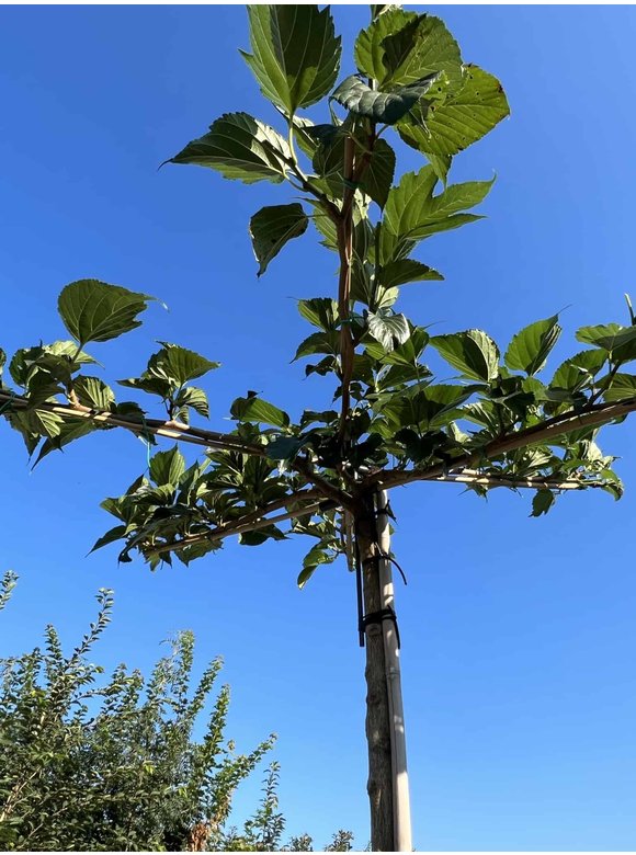 Weißer Maulbeerbaum 'Macrophylla' - Dachbaum | Morus alba 'Macrophylla' Weißer Maulbeerbaum 'Macrophylla' - Dachbaum | Morus alba 'Macrophylla'