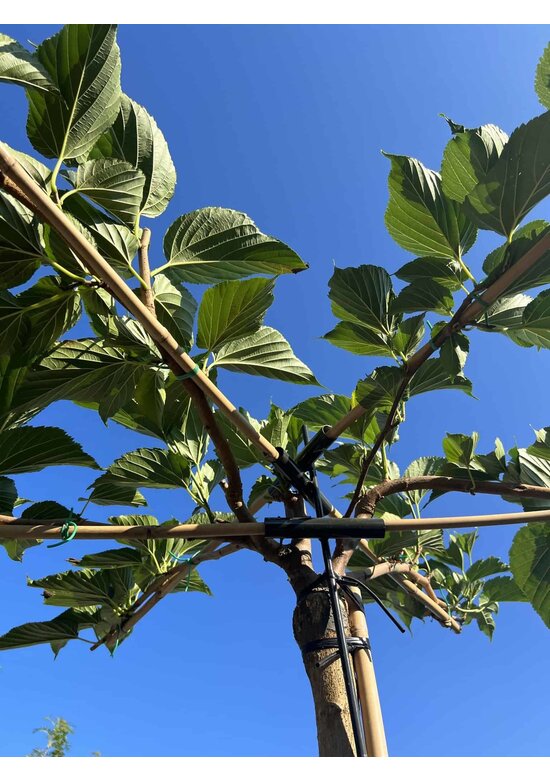 Weißer Maulbeerbaum 'Fruitless' Dachbaum | Morus alba 'Fruitless'