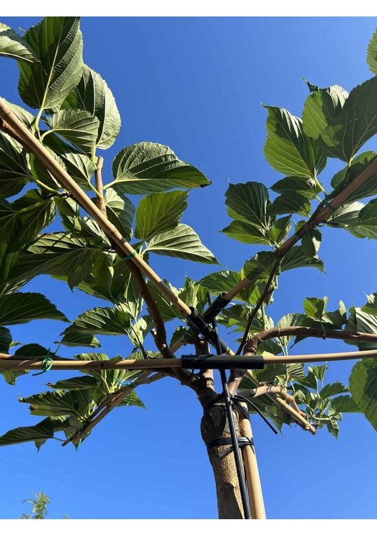 Weißer Maulbeerbaum 'Fruitless' Dachbaum | Morus alba 'Fruitless'