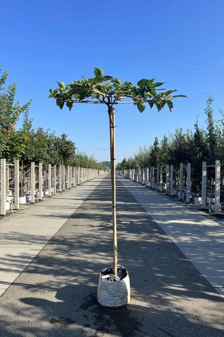 Weißer Maulbeerbaum 'Fruitless' Dachbaum | Morus alba 'Fruitless'