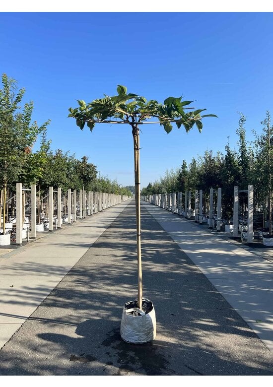 Weißer Maulbeerbaum 'Fruitless' Dachbaum | Morus alba 'Fruitless'