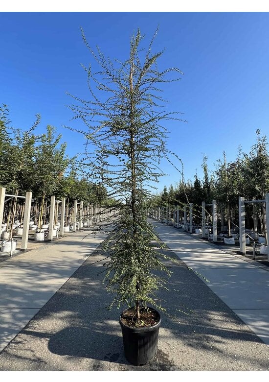 Antarktische Scheinbuche | Nothofagus antarctica