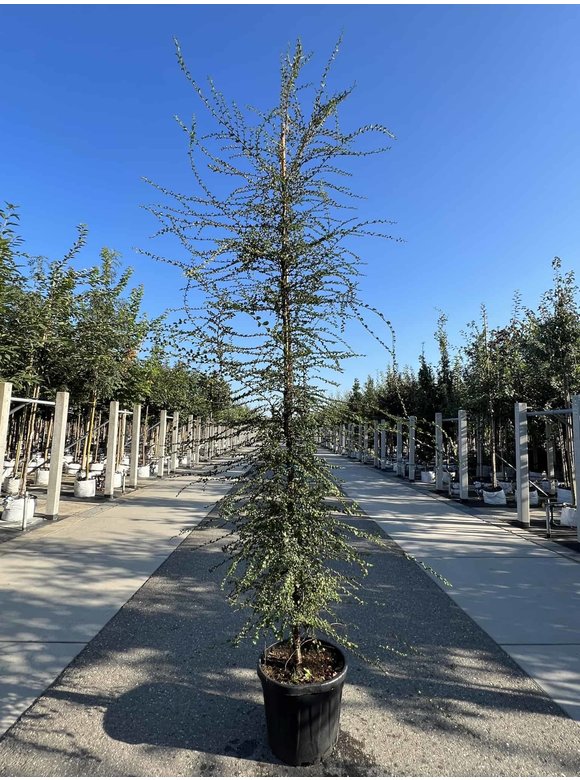 Antarktische Scheinbuche | Nothofagus antarctica Antarktische Scheinbuche | Nothofagus antarctica