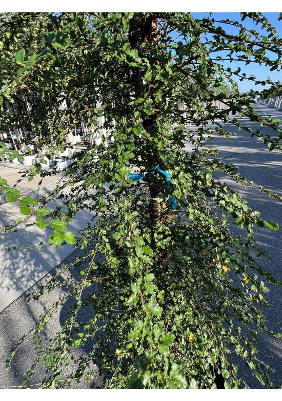 Antarktische Scheinbuche | Nothofagus antarctica