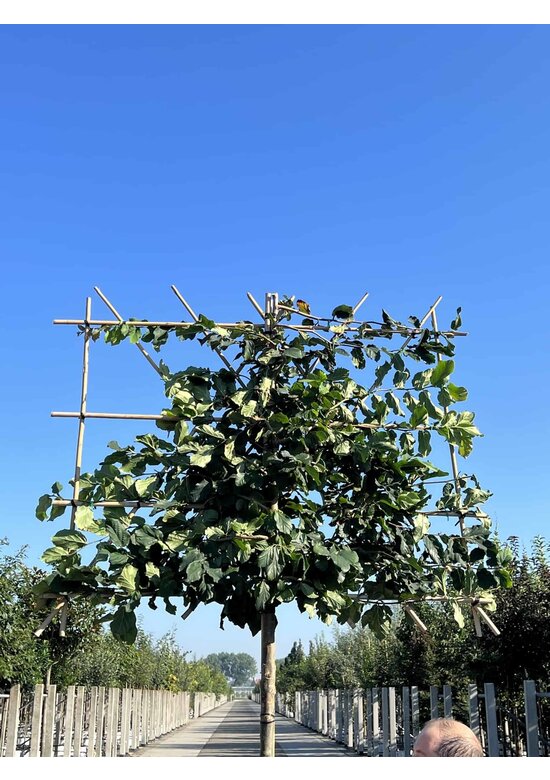 Eisenholzbaum Spalier | Parrotia persica