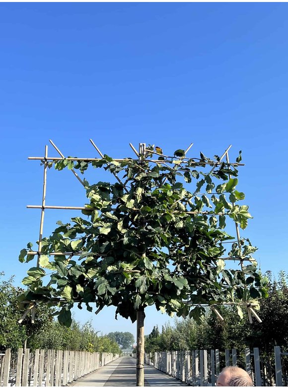 Eisenholzbaum - Spalierbaum | Parrotia persica Eisenholzbaum - Spalierbaum | Parrotia persica
