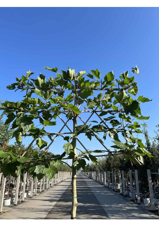 Platane - Spalierbaum | Platanus hispanica - Spalierbaum