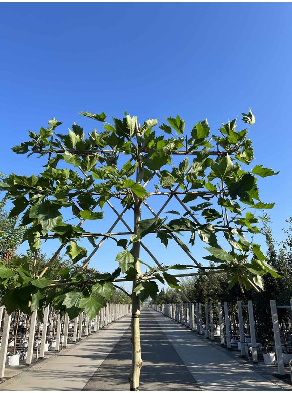 Platane - Spalierbaum | Platanus hispanica - Spalierbaum Platane - Spalierbaum | Platanus hispanica - Spalierbaum