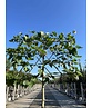 Platane - Spalierbaum | Platanus hispanica - Spalierbaum