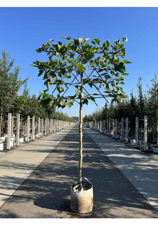 Platane - Spalierbaum | Platanus hispanica - Spalierbaum