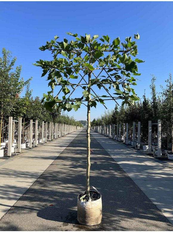 Platane - Spalierbaum | Platanus hispanica - Spalierbaum Platane - Spalierbaum | Platanus hispanica - Spalierbaum