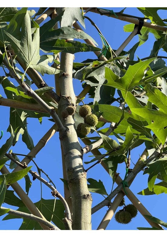 Orientalische Platane 'Minaret' - Spalierbaum | Platanus orientalis 'Minaret' Orientalische Platane 'Minaret' - Spalierbaum | Platanus orientalis 'Minaret'