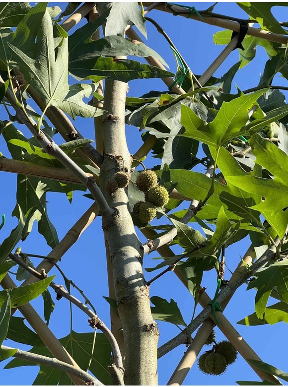 Orientalische Platane 'Minaret' - Spalierbaum | Platanus orientalis 'Minaret' Orientalische Platane 'Minaret' - Spalierbaum | Platanus orientalis 'Minaret'