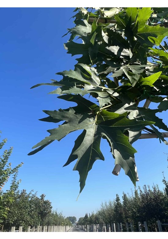 Orientalische Platane 'Minaret' - Spalierbaum | Platanus orientalis 'Minaret' Orientalische Platane 'Minaret' - Spalierbaum | Platanus orientalis 'Minaret'