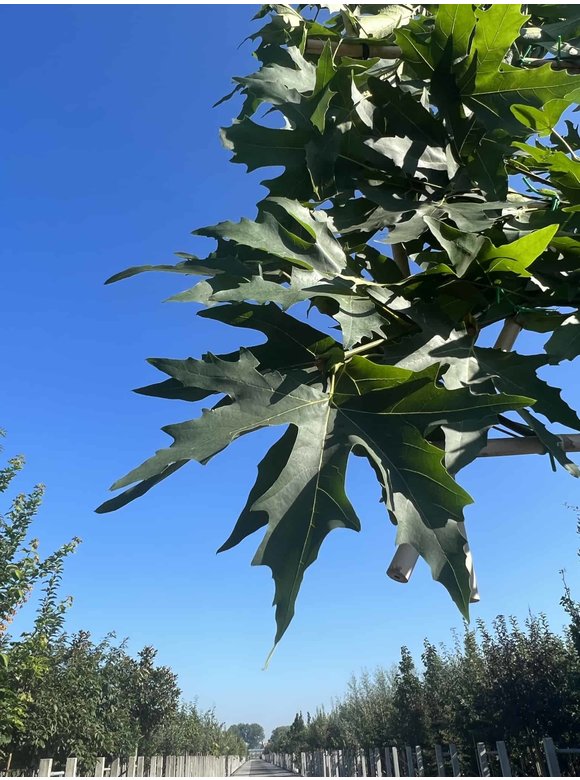 Orientalische Platane 'Minaret' - Spalierbaum | Platanus orientalis 'Minaret' Orientalische Platane 'Minaret' - Spalierbaum | Platanus orientalis 'Minaret'