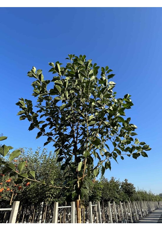 Sauerkirsche 'Morel' | Prunus cerasus 'Morel'
