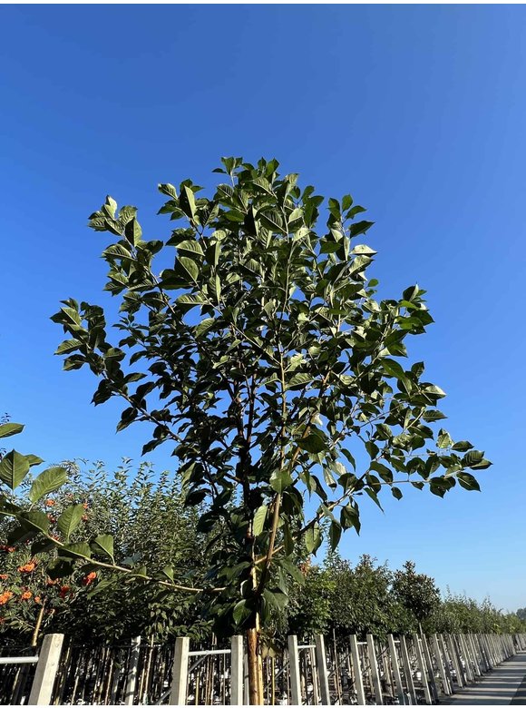Sauerkirsche 'Morel' | Prunus cerasus 'Morel' Sauerkirsche 'Morel' | Prunus cerasus 'Morel'