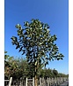 Sauerkirsche 'Morel' | Prunus cerasus 'Morel' Sauerkirsche 'Morel' | Prunus cerasus 'Morel'
