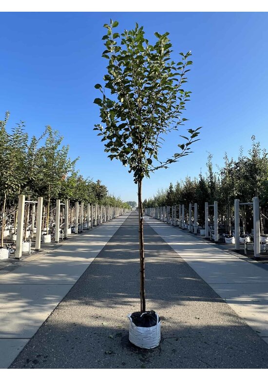 Sauerkirsche 'Morel' | Prunus cerasus 'Morel'