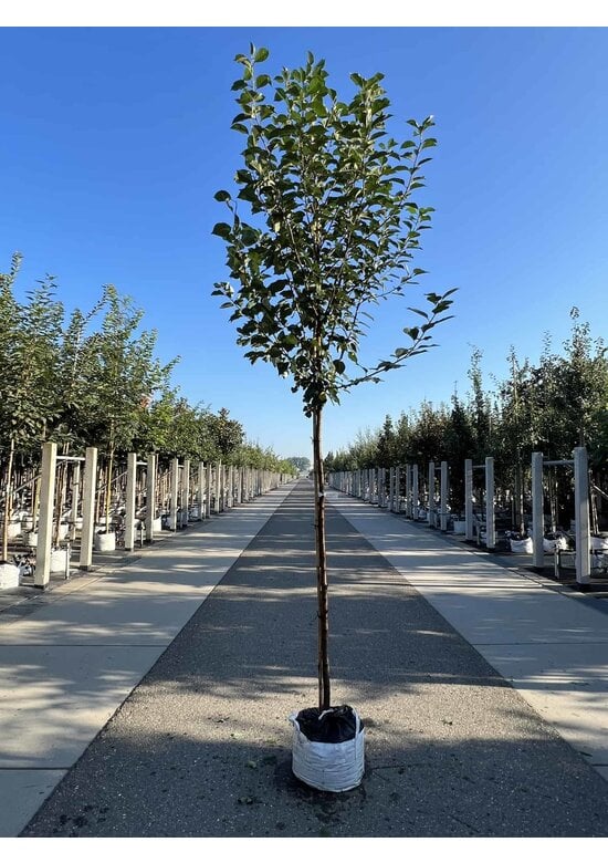 Sauerkirsche 'Morel' | Prunus cerasus 'Morel'