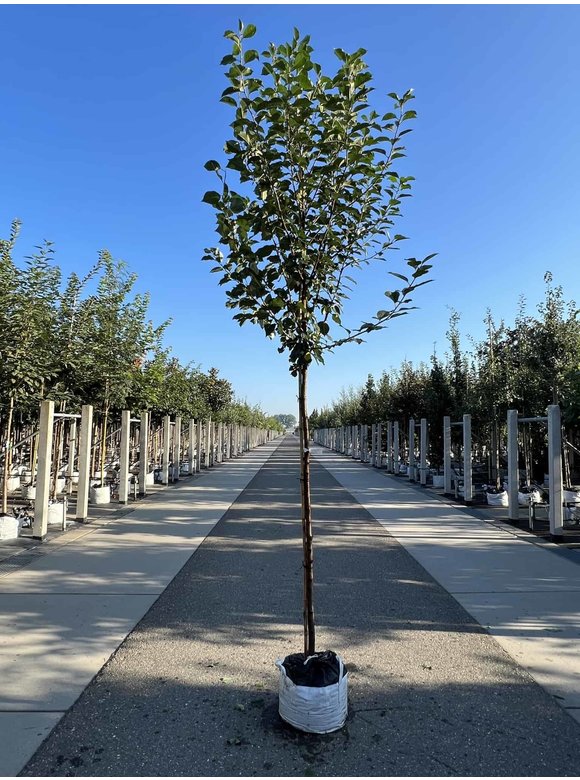 Sauerkirsche 'Morel' | Prunus cerasus 'Morel' Sauerkirsche 'Morel' | Prunus cerasus 'Morel'