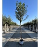 Sauerkirsche 'Morel' | Prunus cerasus 'Morel' Sauerkirsche 'Morel' | Prunus cerasus 'Morel'