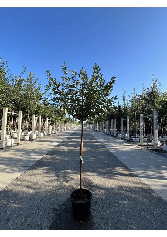 Kugelkirsche | Prunus eminens 'Umbraculifera'