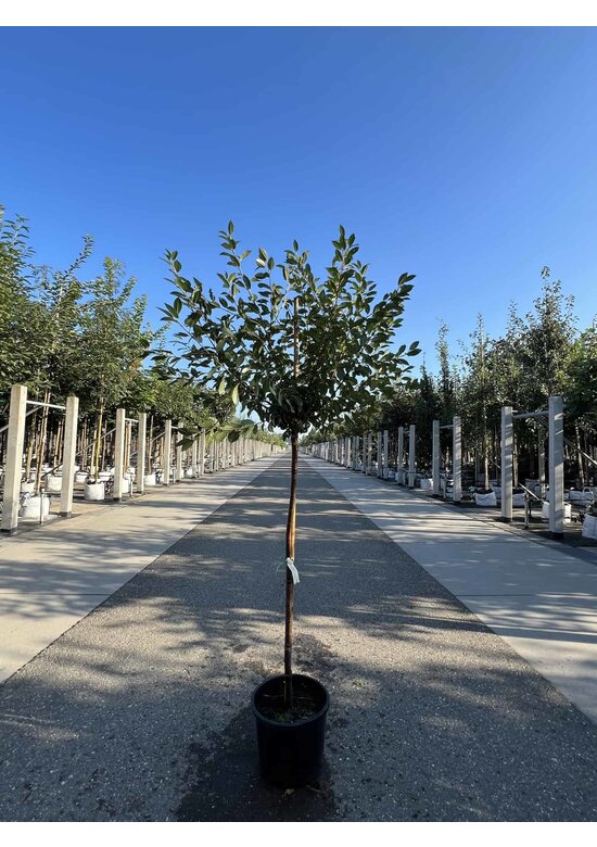 Kugelkirsche 'Umbraculifera' | Prunus eminens 'Umbraculifera'