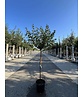 Kugelkirsche 'Umbraculifera' | Prunus eminens 'Umbraculifera' Kugelkirsche 'Umbraculifera' | Prunus eminens 'Umbraculifera'