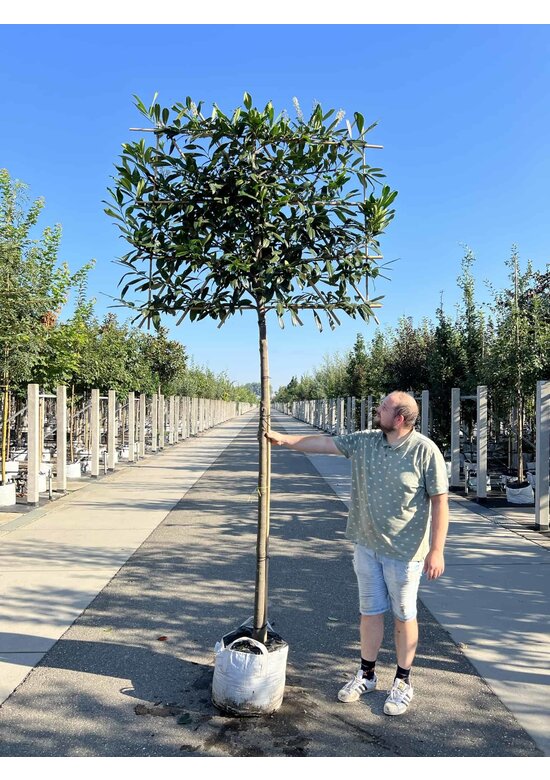 Kaukasischer Kirschlorbeer Spalier | Prunus laurocerasus 'Caucasica'