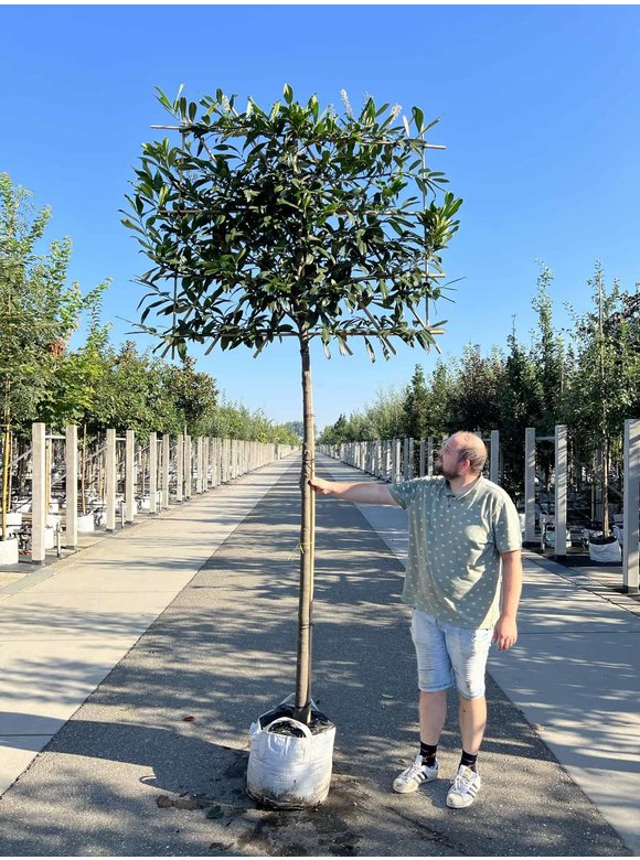 Kaukasischer Kirschlorbeer 'Caucasica' - Spalierbaum | Prunus laurocerasus 'Caucasica' Kaukasischer Kirschlorbeer 'Caucasica' - Spalierbaum | Prunus laurocerasus 'Caucasica'