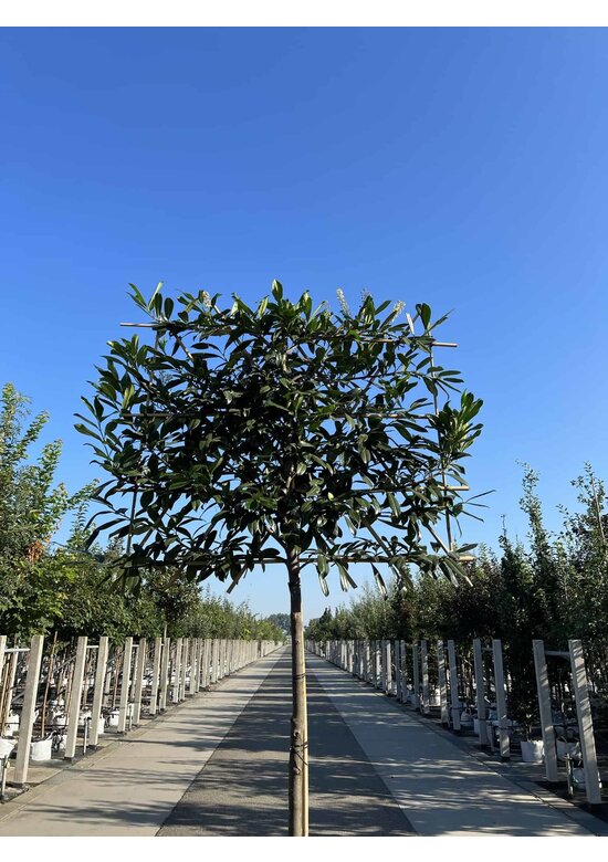 Kaukasischer Kirschlorbeer Spalier | Prunus laurocerasus 'Caucasica' Kaukasischer Kirschlorbeer Spalier | Prunus laurocerasus 'Caucasica'