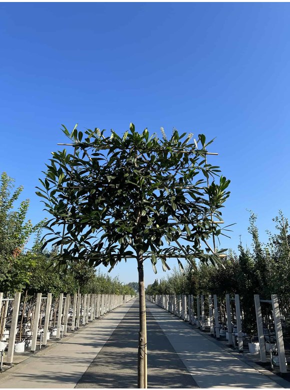 Kaukasischer Kirschlorbeer 'Caucasica' - Spalierbaum | Prunus laurocerasus 'Caucasica' Kaukasischer Kirschlorbeer 'Caucasica' - Spalierbaum | Prunus laurocerasus 'Caucasica'